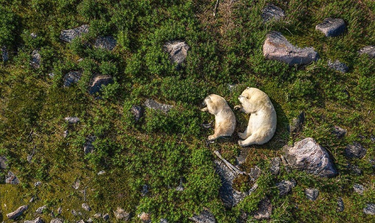 Белые медведи и их детеныши на полях Иван-чая в Канаде