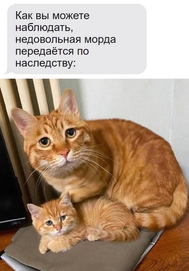 Смешные мемы