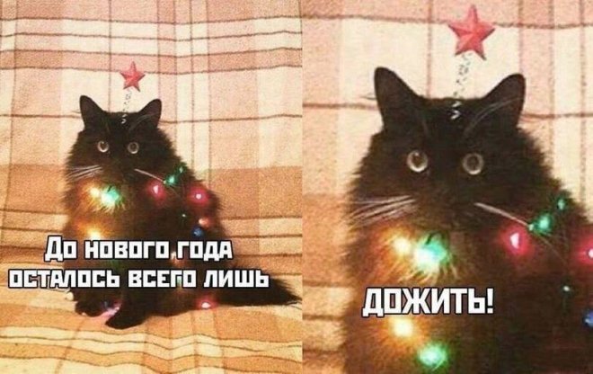 Улыбайтесь, господа, улыбайтесь! (15/11/2024)