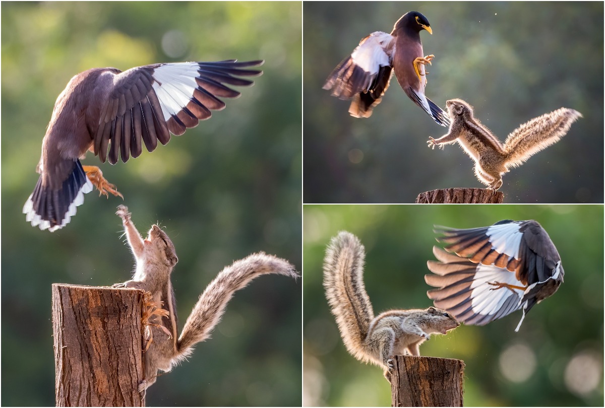 многообразие птиц доклад. афоризмы про гнездо. отпустить человека. махнет птица раз станет светлым светло. художник raymond cyril watson.