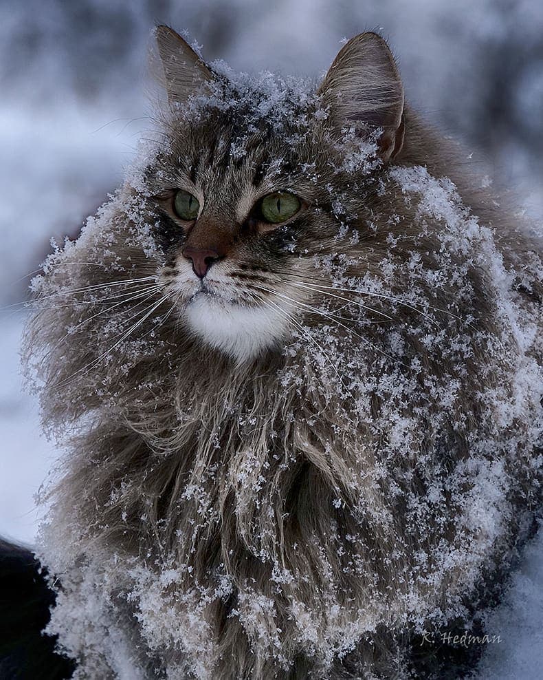 Дикий норвежский кот фото