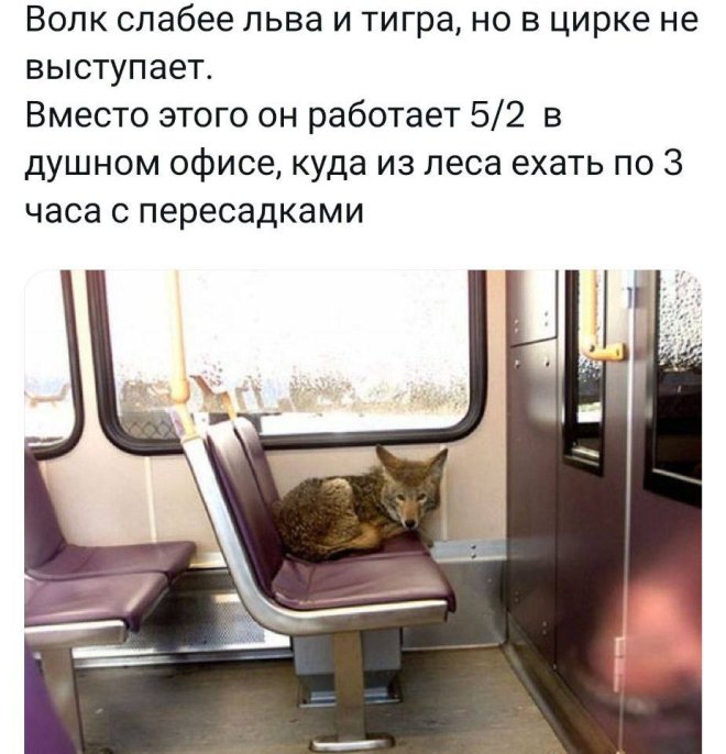 Улыбайтесь, господа, улыбайтесь! (09/06/2025)