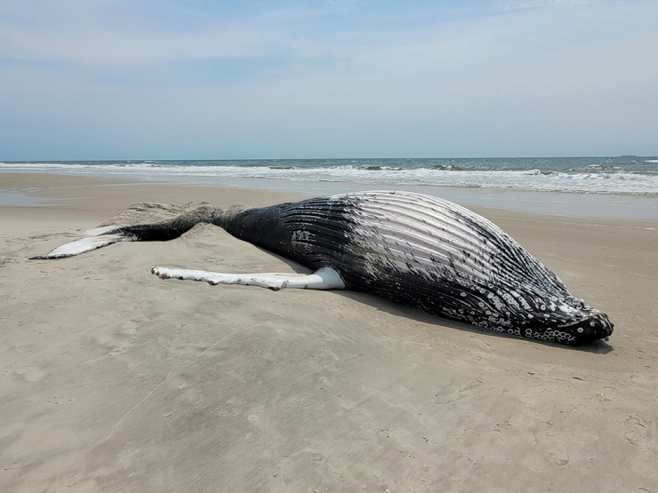 Уже 17-ый горбатый кит выброшен на берег на Лонг-Айленде